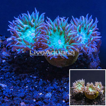 LiveAquaria® Cultured Duncan Coral 