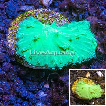 LiveAquaria® Cultured Cabbage Leather Coral 