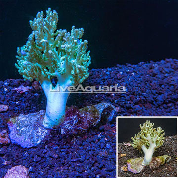 Sinularia Leather Coral Australia