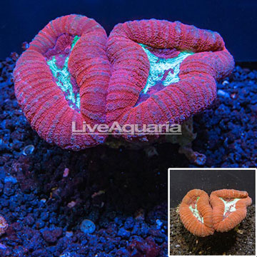 Lobed Brain Coral Tonga