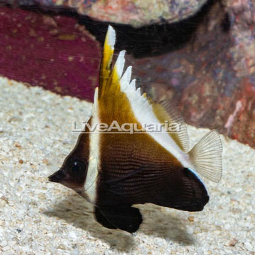 Heniochus Brown Butterflyfish