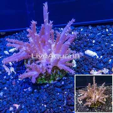 Tree Coral Indonesia