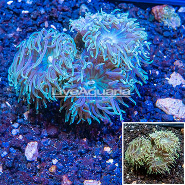 LiveAquaria® Cultured Ultra Duncan Coral