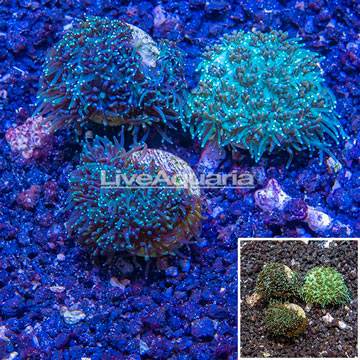 LiveAquaria® Two Pack Cultured Galaxea Coral