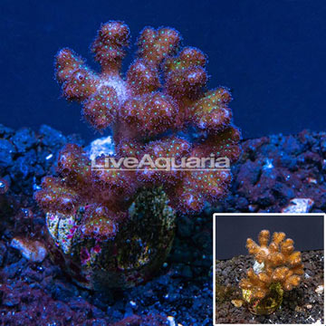 LiveAquaria® Cultured Pocillopora Coral