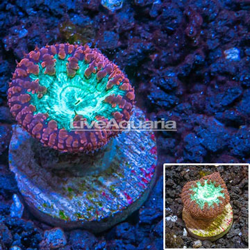 LiveAquaria® Cultured Blastomussa Coral