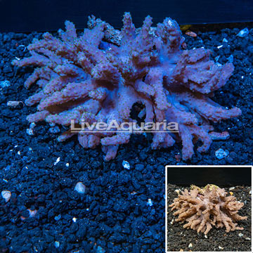 Sinularia Finger Leather Coral Vietnam