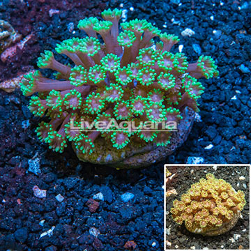 Goniopora Coral Indonesia 