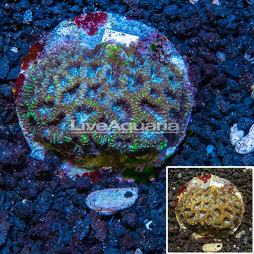 Goniastrea Brain Coral Indonesia