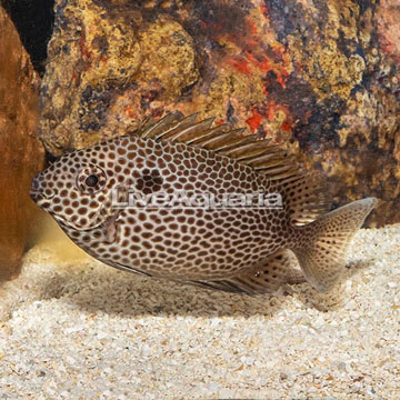Brown Spotted Spinefoot