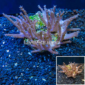 Tree Coral Indonesia