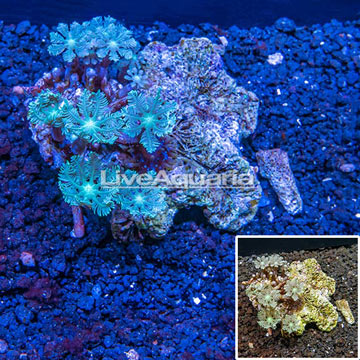 Glove Polyp Coral Australia