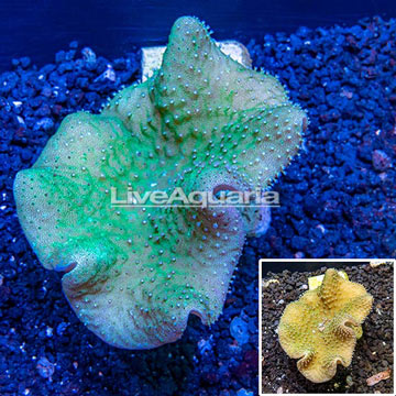 Toadstool Leather Coral Australia 