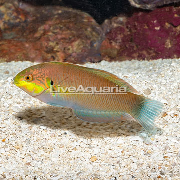 Moyer's Leopard Wrasse EXPERT ONLY