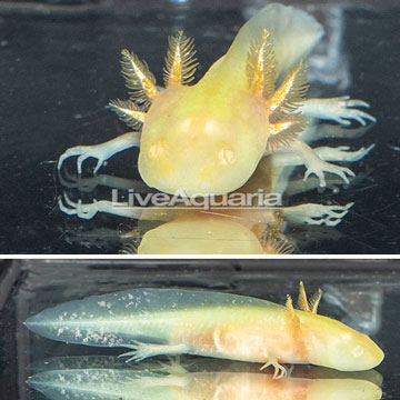 Gold Axolotl, GFP 