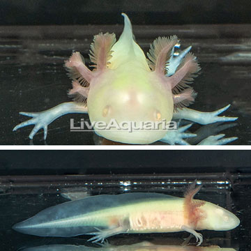 Albino Axolotl, GFP 