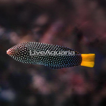 Yellowtail Wrasse EXPERT ONLY