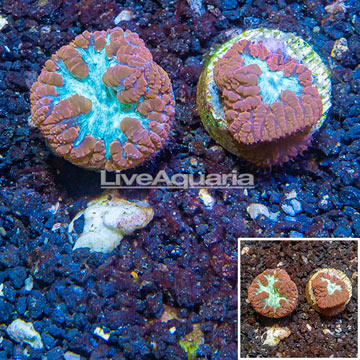 LiveAquaria® Two Pack Cultured Blastomussa Coral