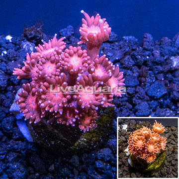 LiveAquaria® Cultured Goniopora Coral