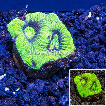LiveAquaria® Cultured Coral 