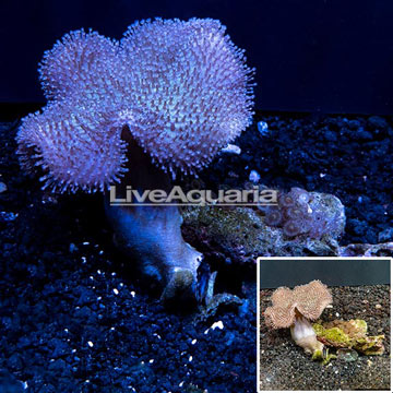 Toadstool Leather Coral Tonga