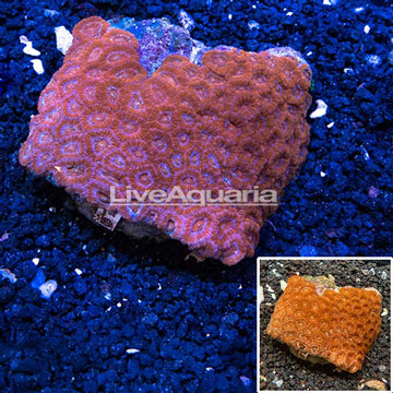 Acan Lord Coral Indonesia 