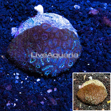 Acan Lord Coral Indonesia 