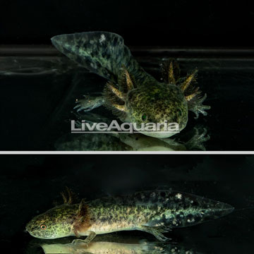 Wild Melanoid Axolotl, GFP - CF