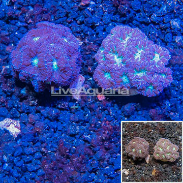 LiveAquaria® Two Pack Cultured Blastomussa Coral
