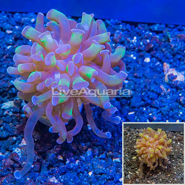 LiveAquaria® Cultured Hammer Coral