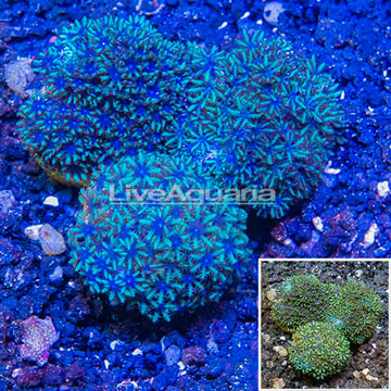 LiveAquaria® Three Pack Cultured Sympodium Coral