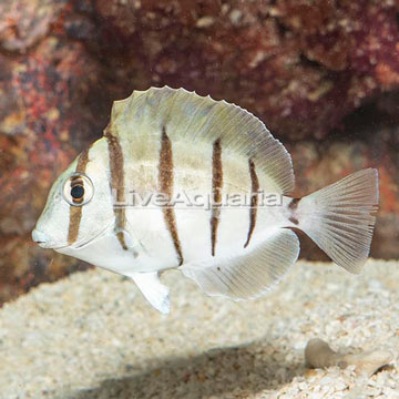 Convict Tang