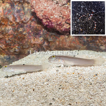 Bluespotted Watchman Goby Pair With Banded Coral Shrimp