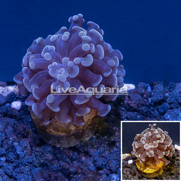 LiveAquaria® Cultured Hammer/Frogspawn Hybrid Coral 
