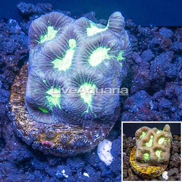 LiveAquaria® Cultured Dipsastrea Brain Coral