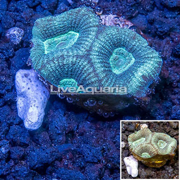 LiveAquaria® Cultured Goniastrea Brain Coral 