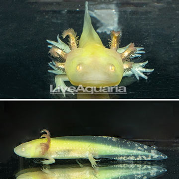 Gold Axolotl, GFP