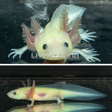 Leucistic Axolotl, GFP 
