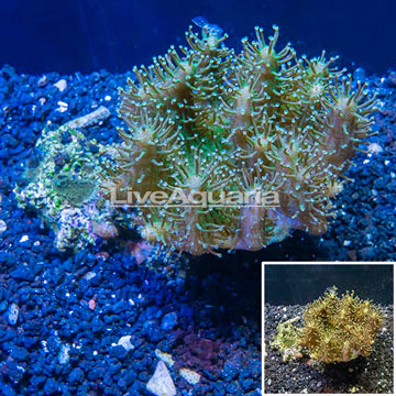 Devil's Hand Leather Coral Indonesia