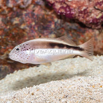 Freckled Hawkfish