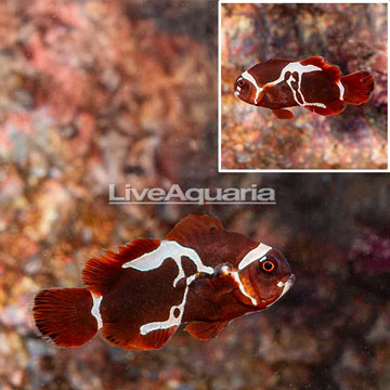 Peacekeeper Maroon Clownfish