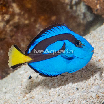 Blue Tang