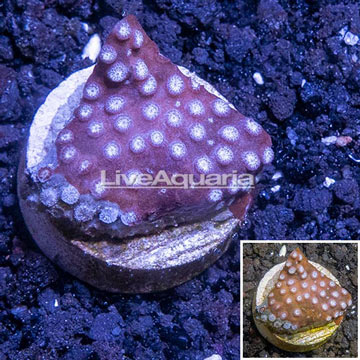 LiveAquaria® Cultured Cyphastrea Coral