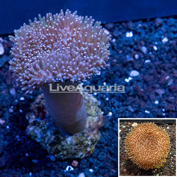 Toadstool Leather Coral Indonesia