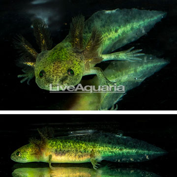 Melanistic Axolotl, GFP