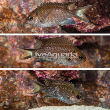 Regal Damselfish, Trio