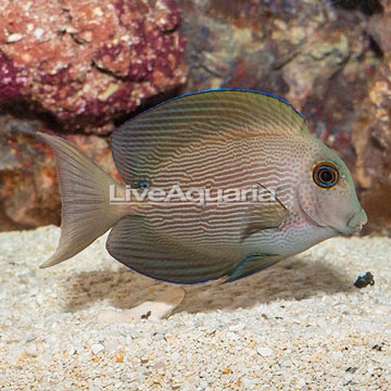 Orange Stripe Bristletooth Tang