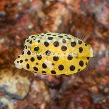 Cubicus Boxfish EXPERT ONLY