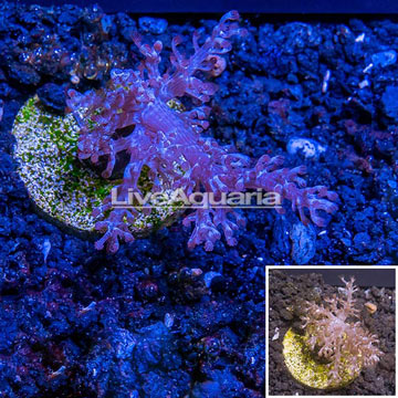LiveAquaria® Cultured Pineapple Tree Coral 