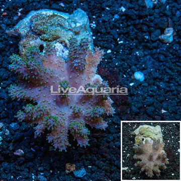 Sinularia Leather Coral Vietnam